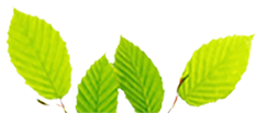 dreamview